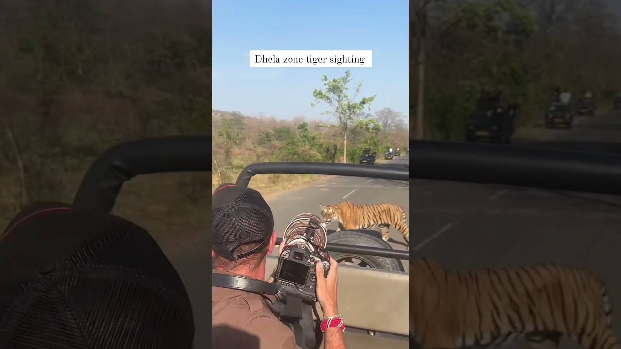 tiger  sighting in dhela zone.  Book your Jim corbett Tour at good prices with us!!  8439194646