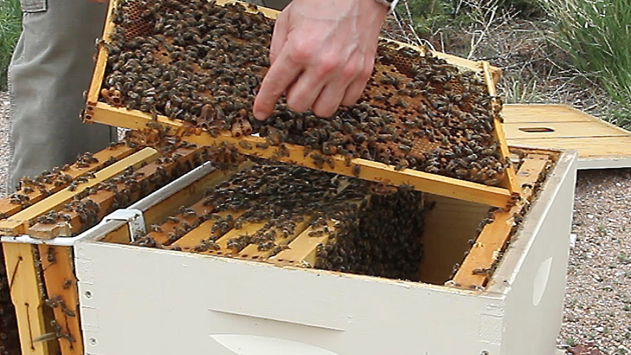 Utilizing Swarming Hives to Strengthen Hives in Trouble