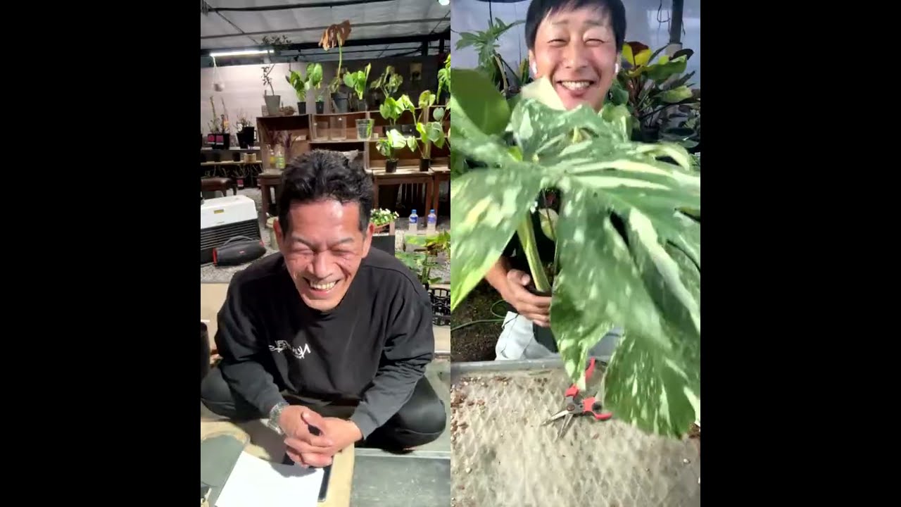 高知県　森尾花園さんとコラボライブ！モンステラについて勉強会