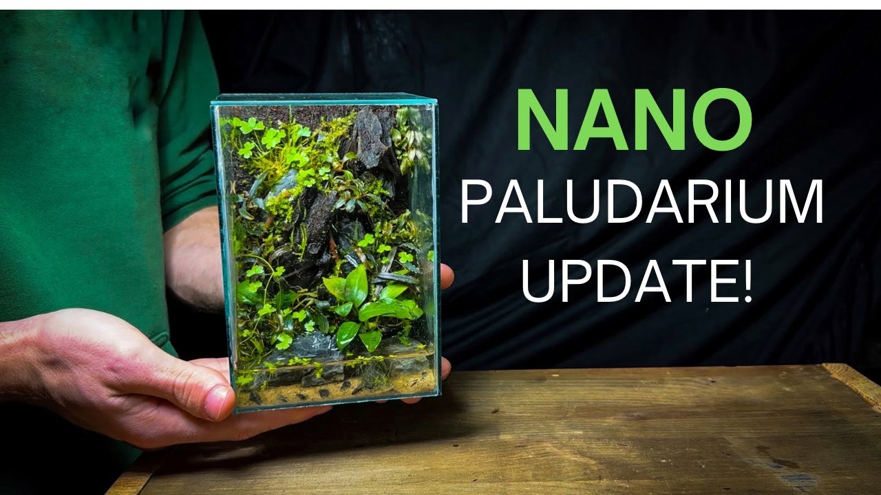 What Does a Nano Paludarium Look Like After 5 Weeks!?
