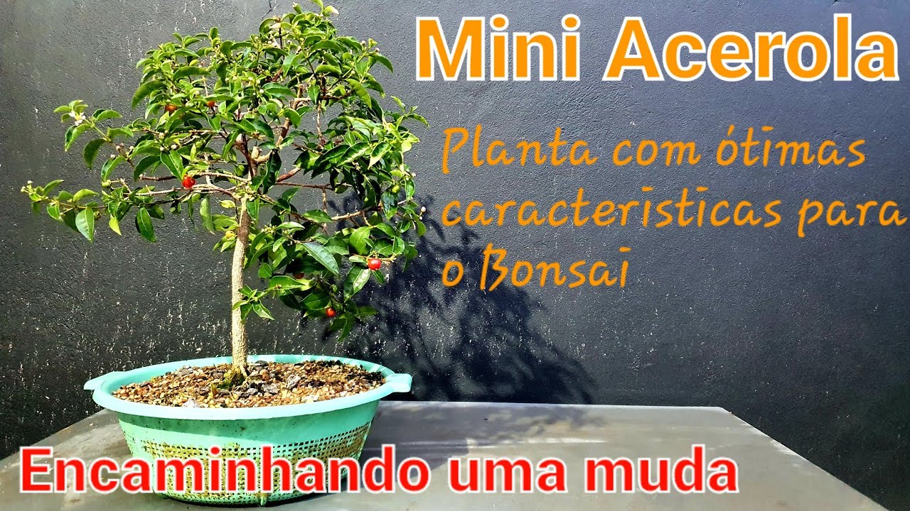 Mini Acerola - Construindo o Bonsai
