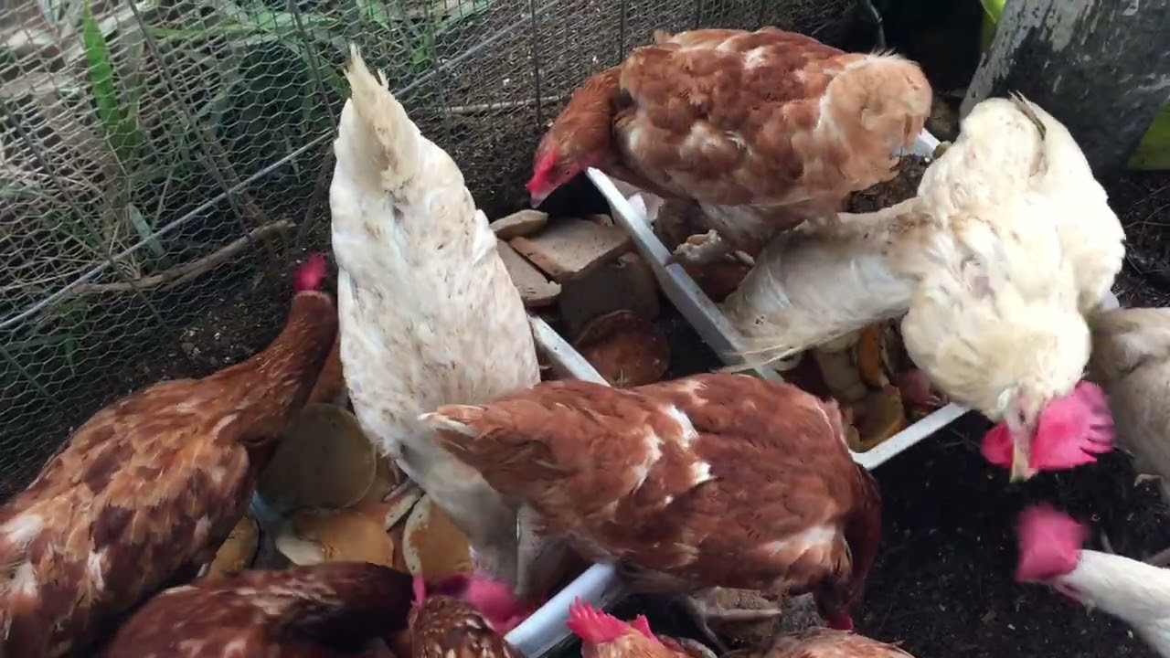 In case you needed to see chickens eating pancakes today