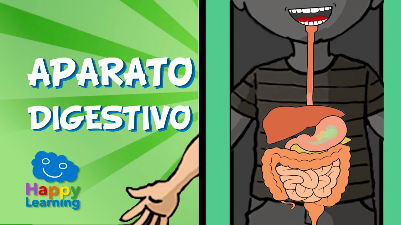 El Aparato Digestivo y la Digestión | Videos para Niños