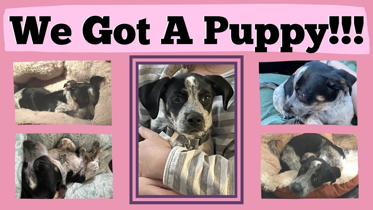 WE GOT A NEW PUPPY!!!