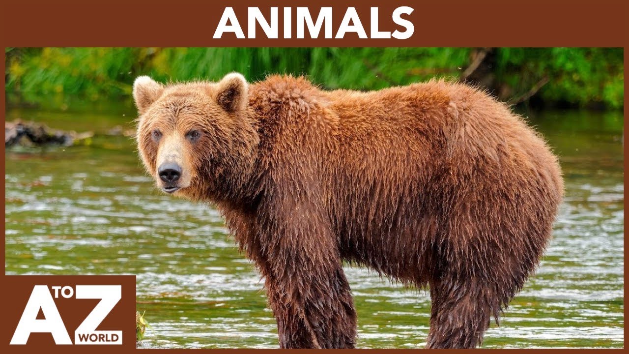A to Z of Animals | ABC of Animals | Animals starting with...