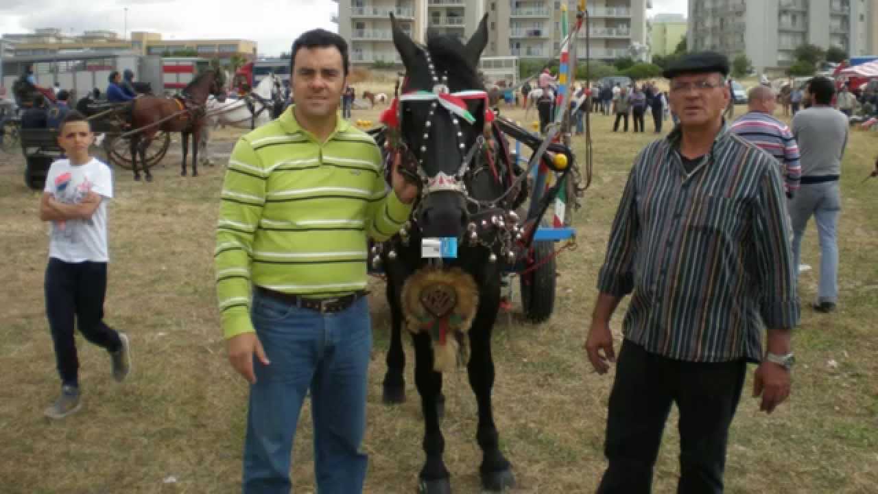 Massafra fiera degli attrezzi agricoli e cavalli 2013