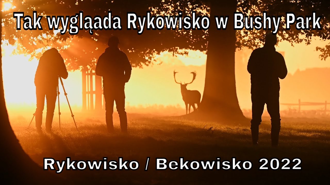 Zlota godzina w Busy Park - Rykowisko 2022 {fotografia przyrodnicza} Nikon Z6 ii oraz Sigma 150-600