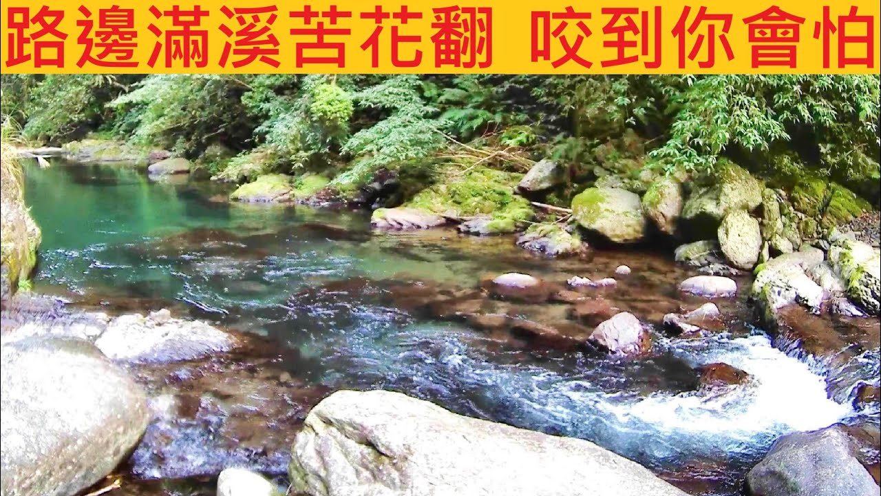 路邊滿溪苦花翻 咬到你會怕 @就像還是封溪護魚一樣狂 #溪釣 #苦花