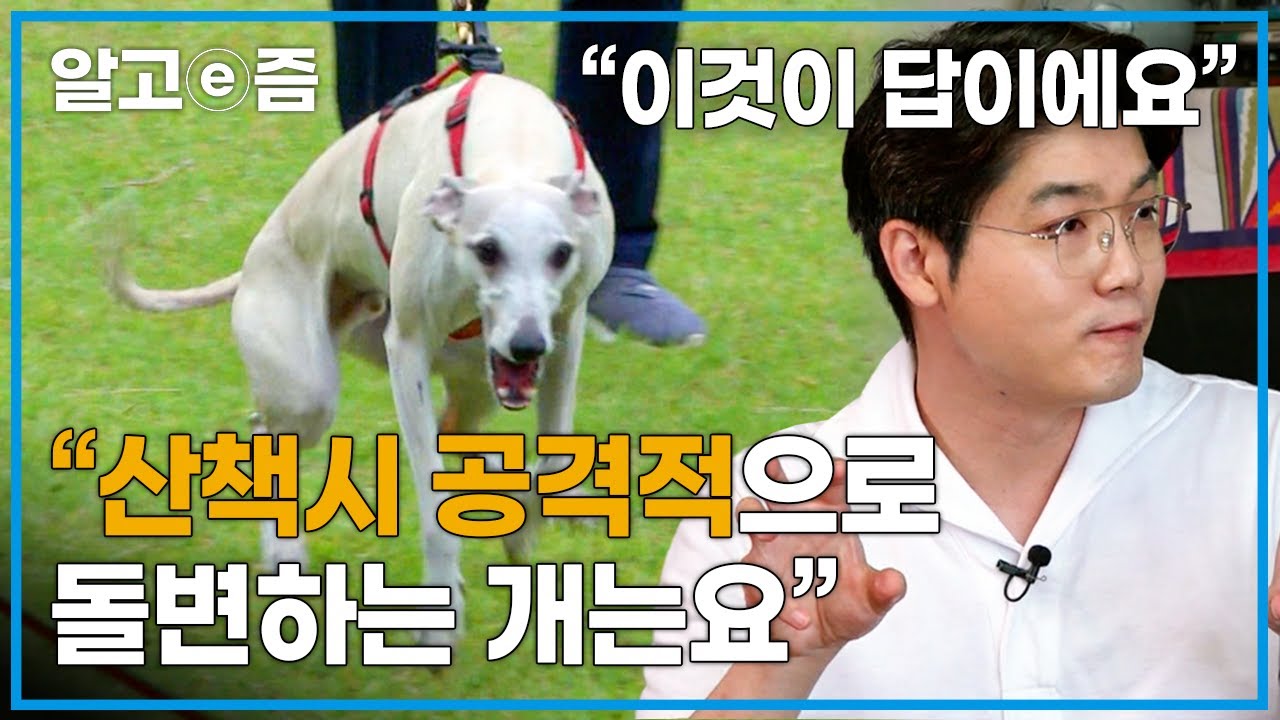 움직이는 물체가 있으면 달려드는 경주견 휘핏 설채현의 솔루션으로 천사견으로 돌아온다.│세상에 나쁜 개는 없다 │ 알고e즘
