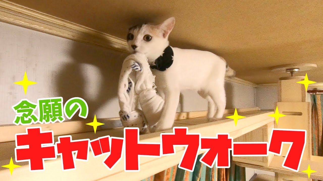 念願のキャットウォーク設置でぽてちゃん大喜び！？