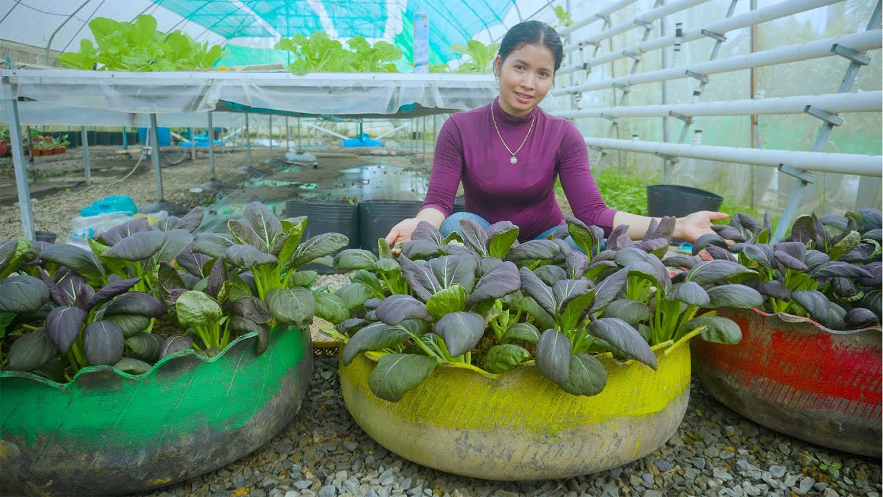 How to grow​ easily Purple Bok Choy planted on car tires at home  high yields with beautiful garden