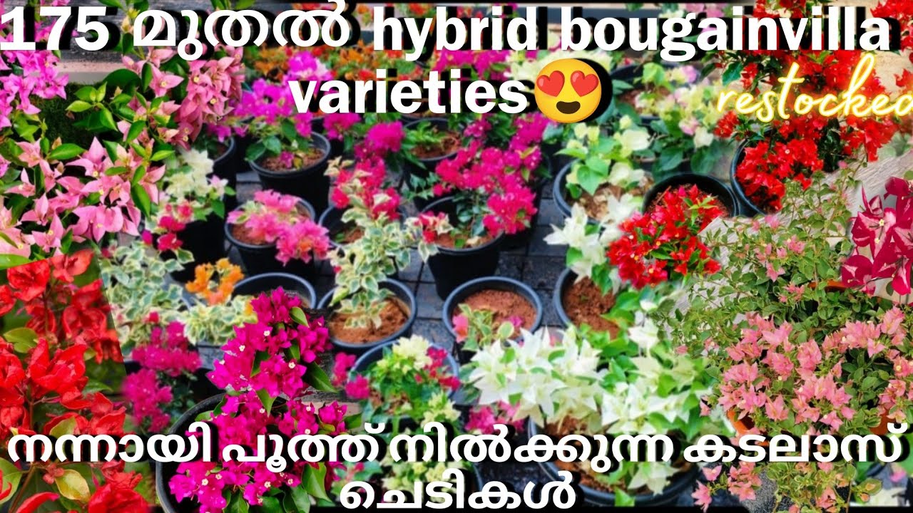 എല്ലാം നന്നായി പൂത്ത് നിൽക്കുന്ന hybrid bougainvillea ചെടികൾ 😍/Online sale malayalam/Fidhus world/