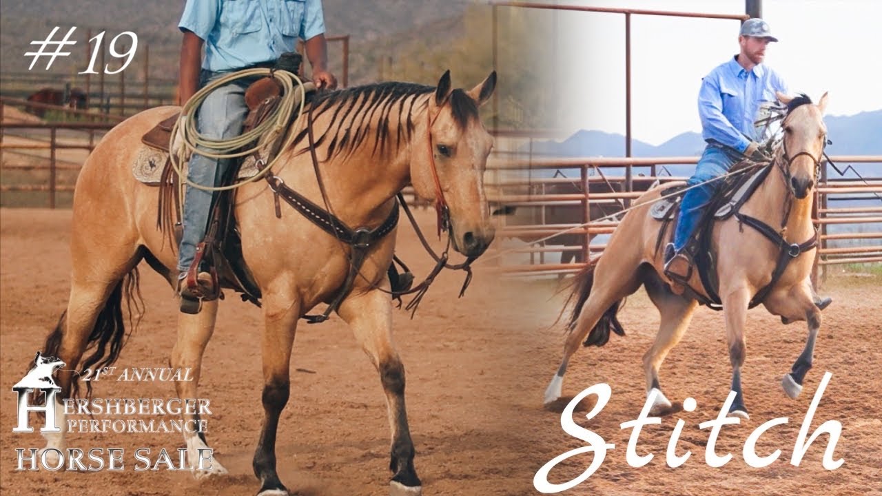 STITCH #19 • Hershberger Performance Horse Sale •