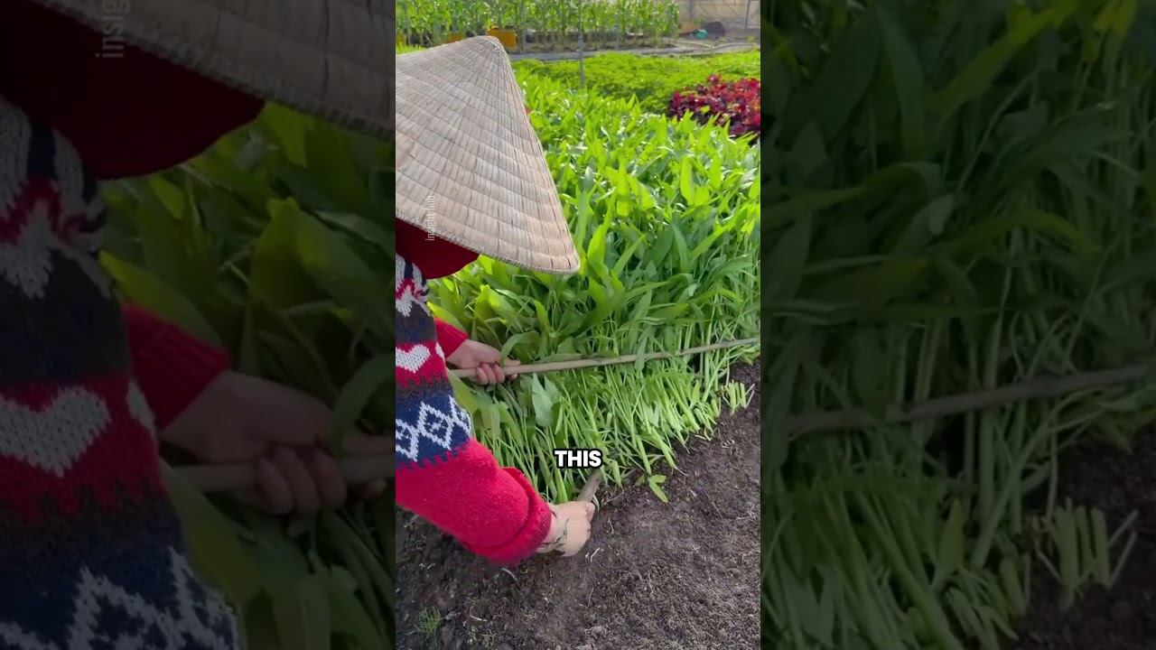 Plant Once, Harvest Again and Again! The Amazing Water Spinach Farming Process