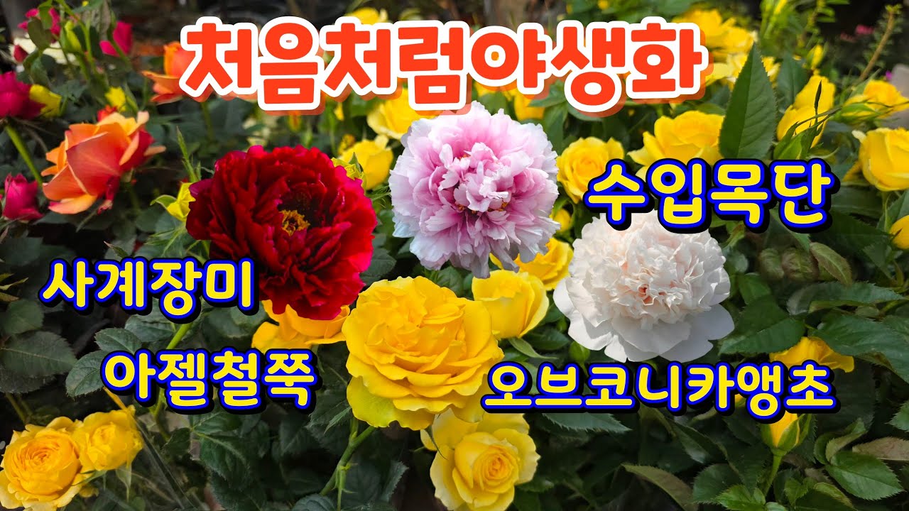 #수입목단#사계장미#아젤철쭉#신종메리골드#오브코니카앵초#장미앵초#반려식물#처음처럼야생화