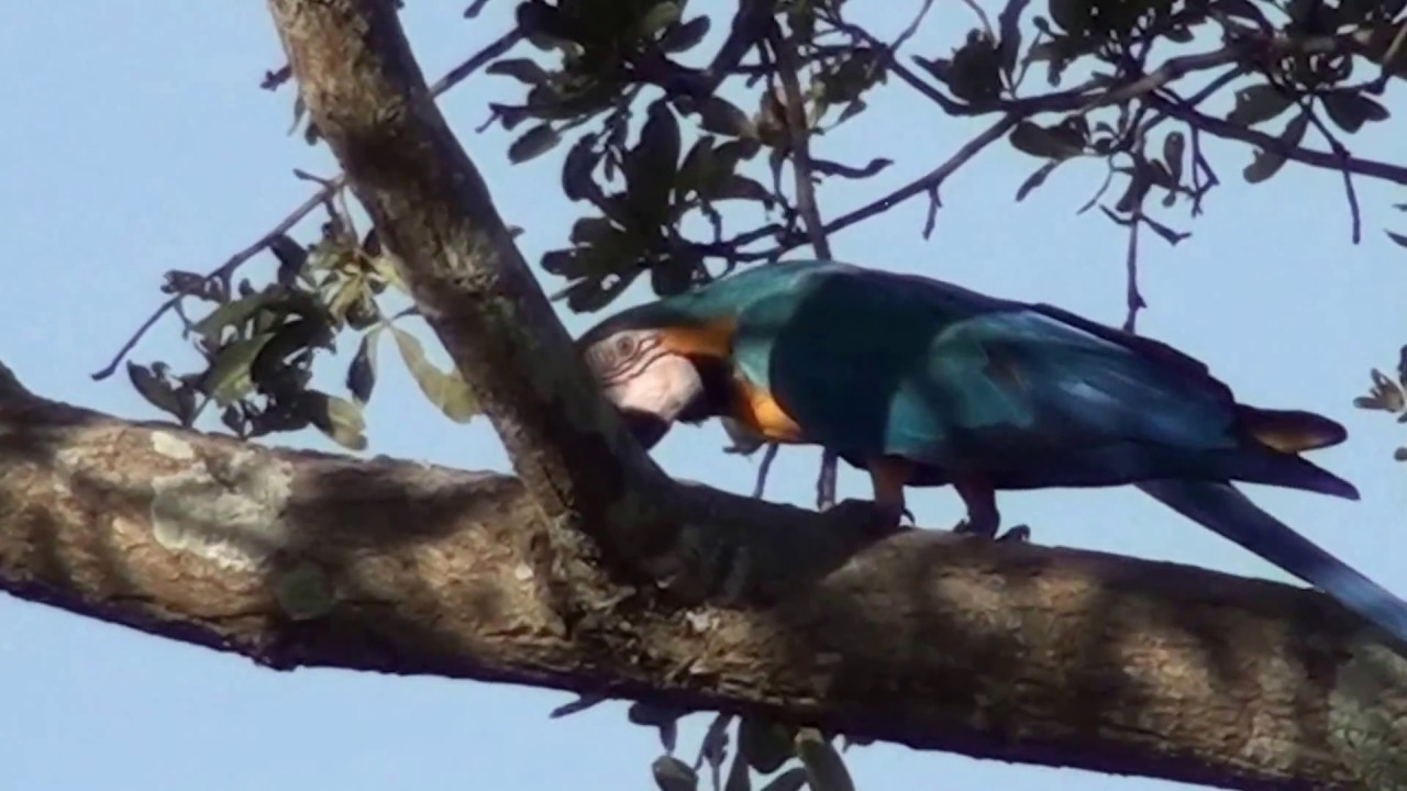 07 Esp&eacute;cies de Aves do Cerrado Brasileiro: Fascinantes Representantes da Fauna Nacional