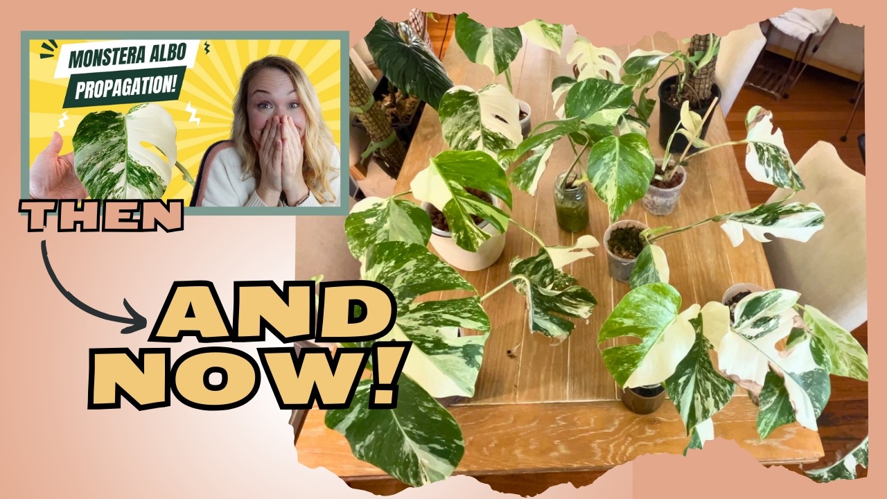 Я обрезала свою MONSTERA ALBO и получила ПОТРЯСАЮЩИЙ результат!