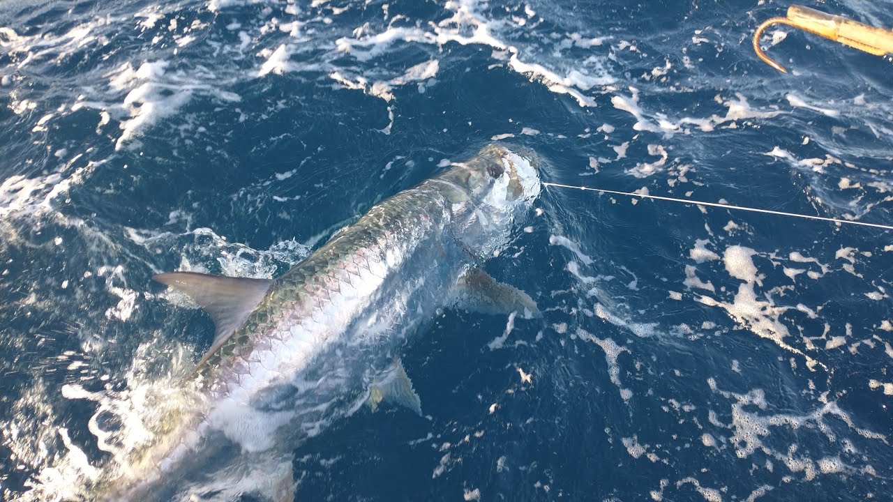 400 kilos de camurupim, badejo, Beijupirá e ciobas show de pescaria 🎣🎣🎣 Deus seja louvado