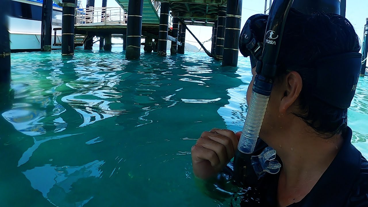 Wonder wats UNDER the Fitzroy island jetty?? No GECKOS PLZ😁