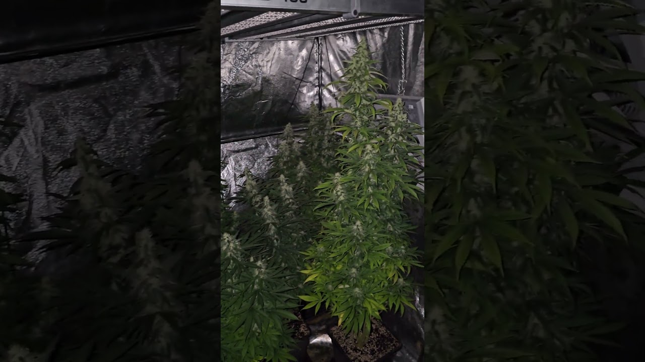 Durban Poison Indoor planting       (pevgrow)   4k60fps #8