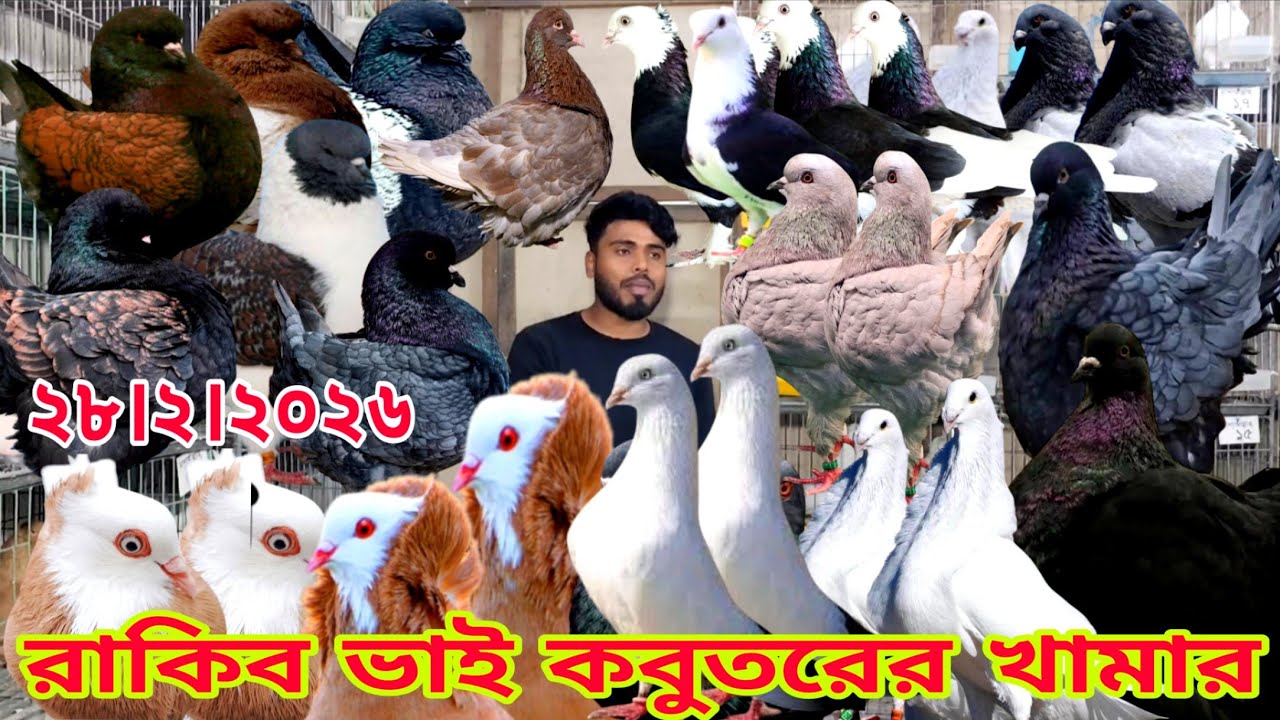 স্প্যানিশ কবুতরের দাম জানুন।। কিং কবুতরের দাম জানুন।। মাত্র ৬০০ টাকা পিস ৫০০ টাকা পিস কবুতর কিনুন