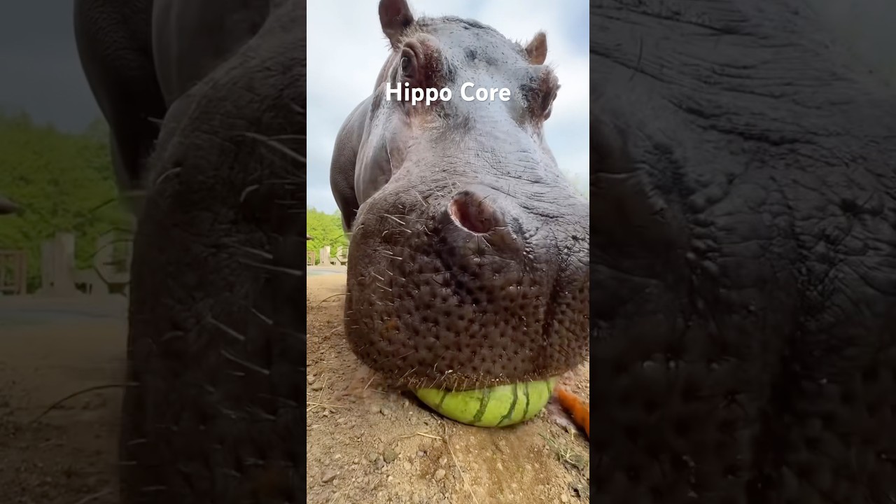 Hippo Core #animalshorts #animals #hippo #cute