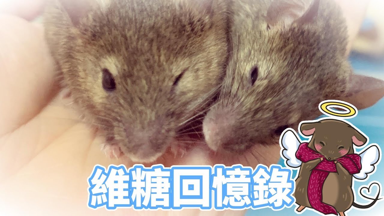 【維鼠日記】維糖回憶錄，一起尋找屬於我們的回憶。【維特】#67