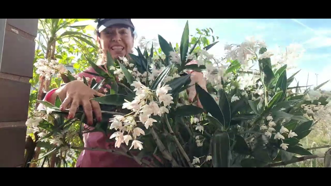 Dendrobium x delicatum
