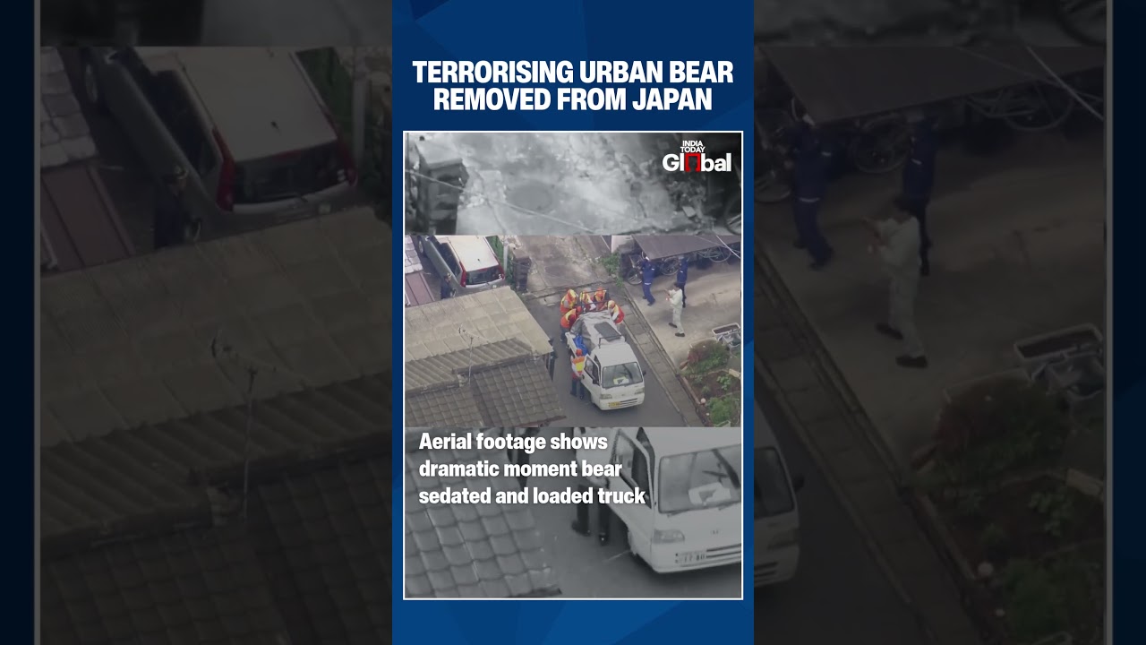 Massive Bear Panic Ends in Japan City as Hunters Trap It in Dramatic Operation | #shorts