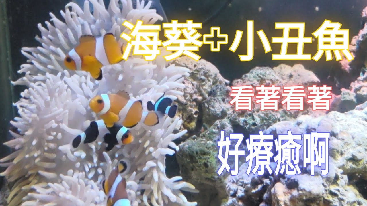 海缸 小丑魚+海葵 養這樣就很漂亮了