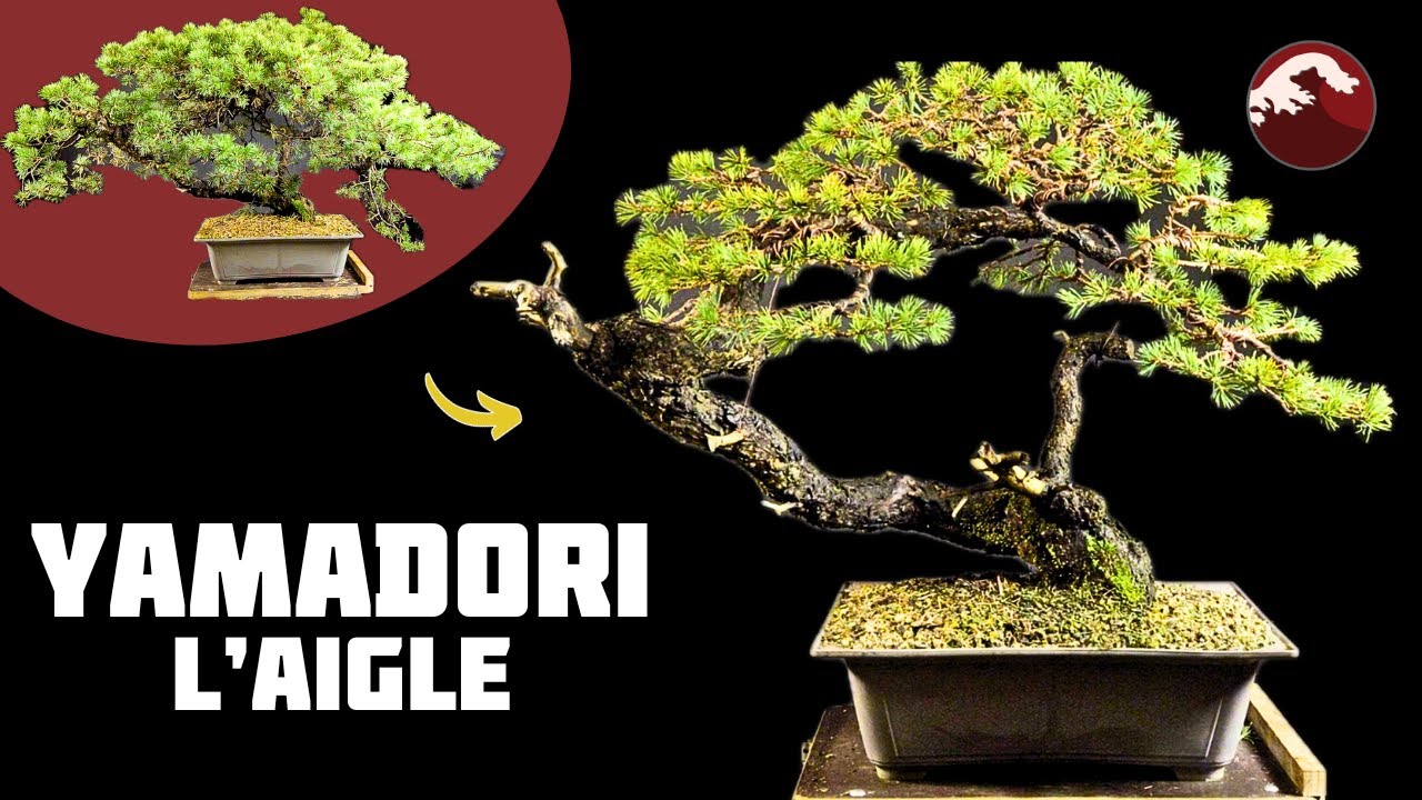 Gaby Fait une Taille Drastique sur un Yamadori 🌱 NEJIKAN BONSAI 🌱