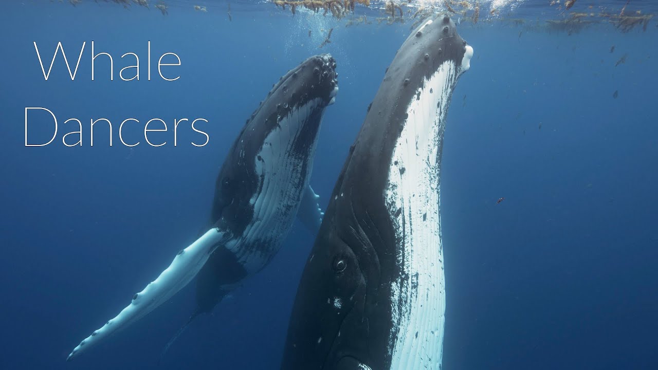Whale Dancers - Very close encounters with two humpback whales. Who is leading, the whales or the ..