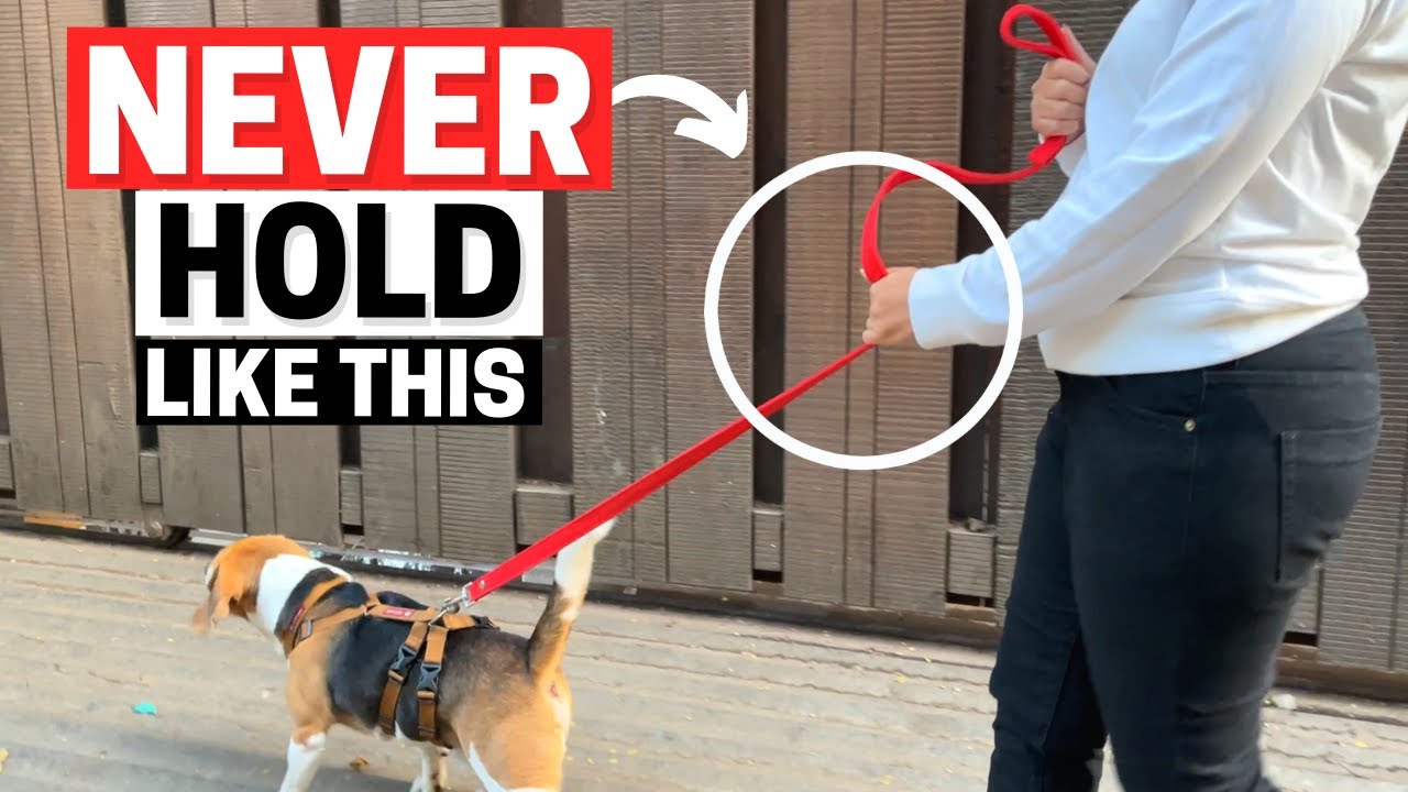 Are You Holding Your Dog’s Leash Wrong?