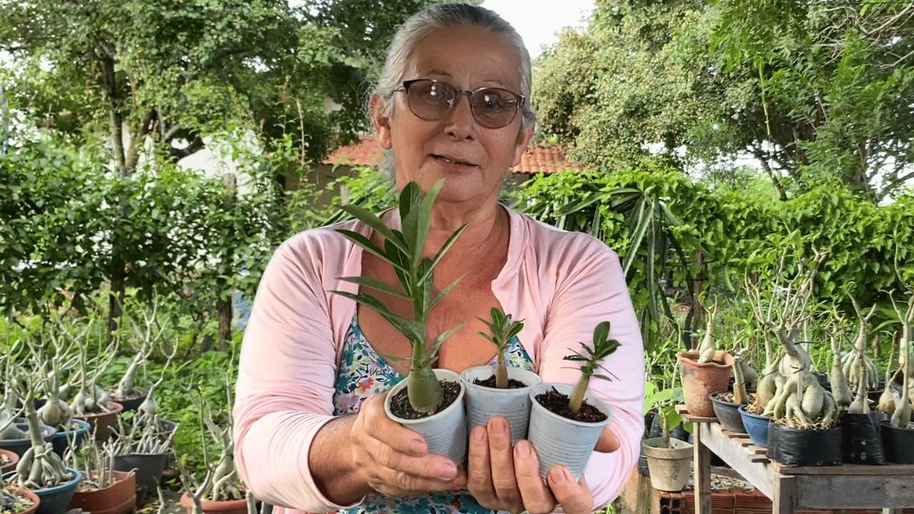 Mudinhas de Rosa do Deserto Raquíticas? Aprenda a Revitalizá-las Já!
