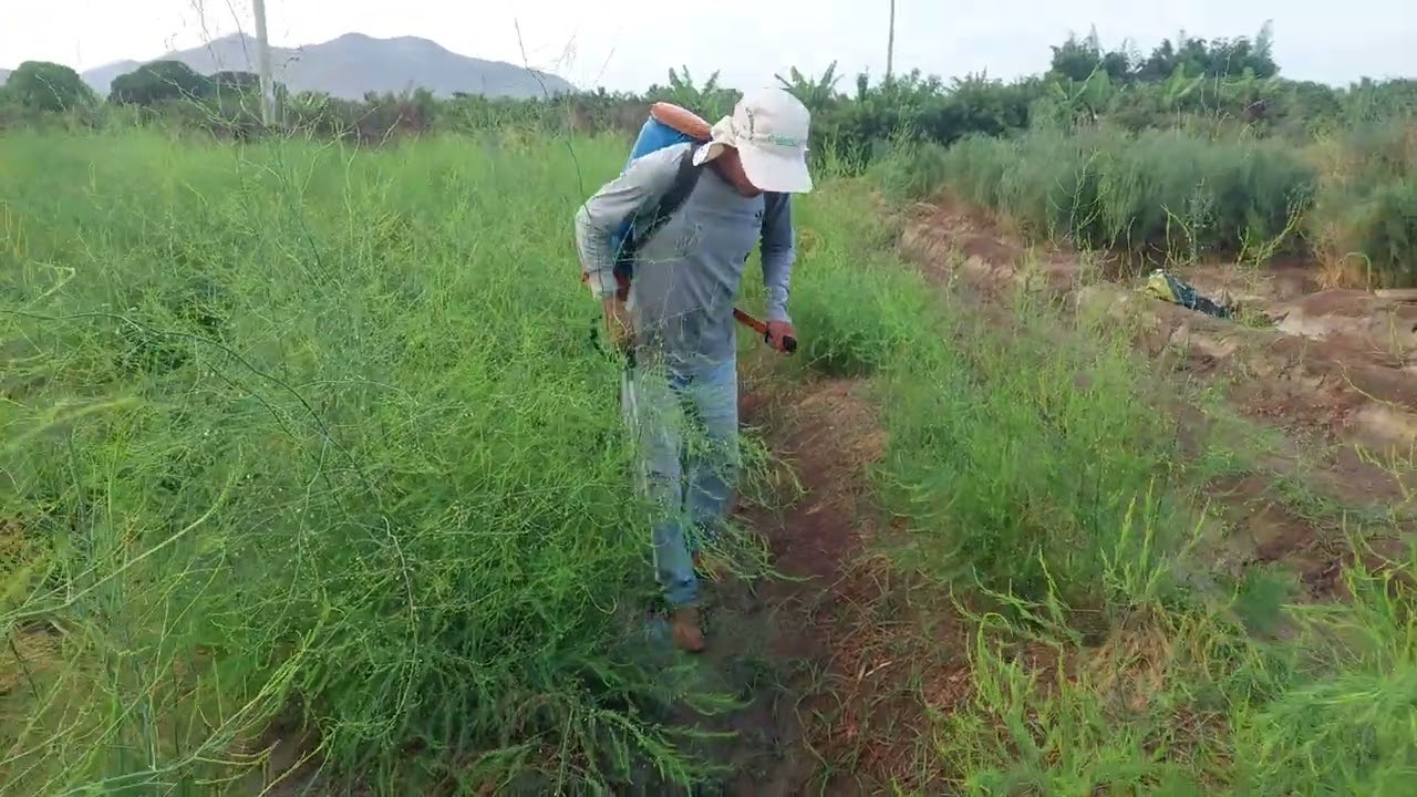 Espárrago controlando malezas