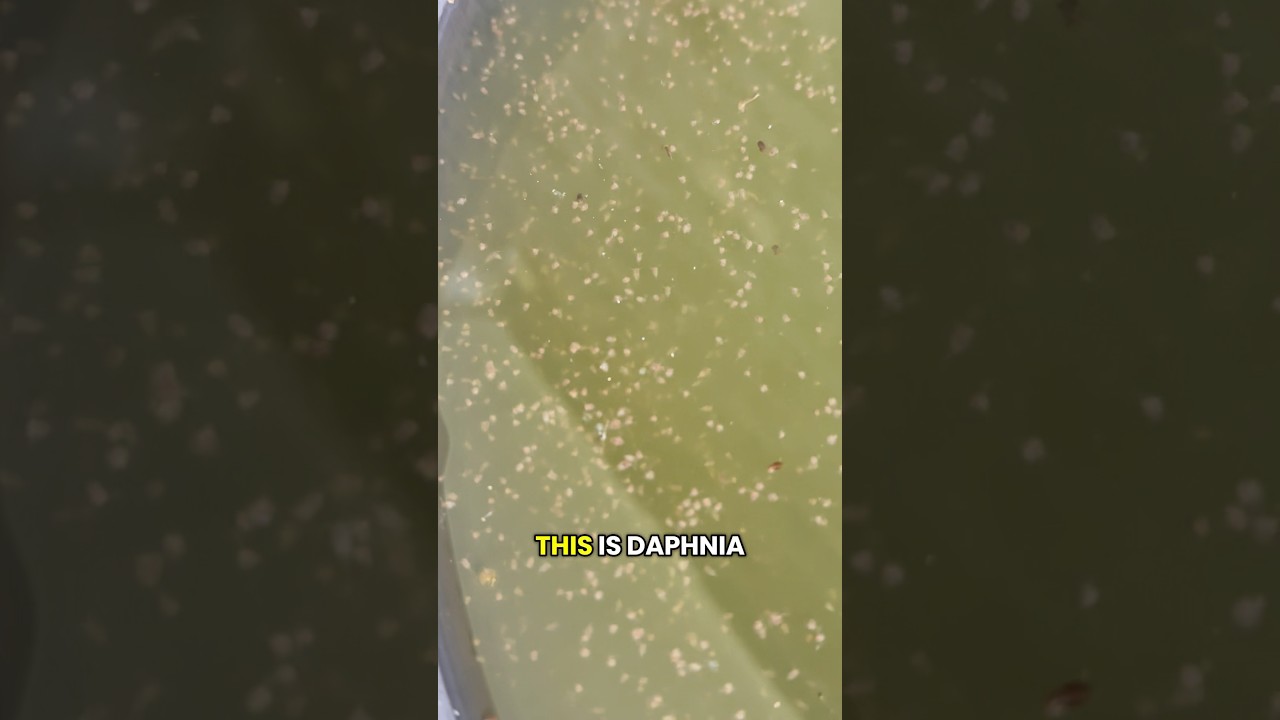 The Secret Superfood for Medakas &mdash; Daphnia Magna #medaka #fishfood #daphnia #daphniamagna