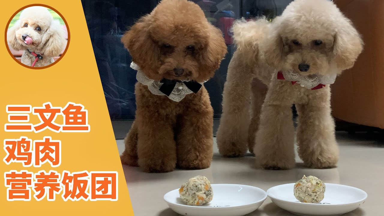 自制鲜食狗粮 三文鱼鸡肉营养饭团