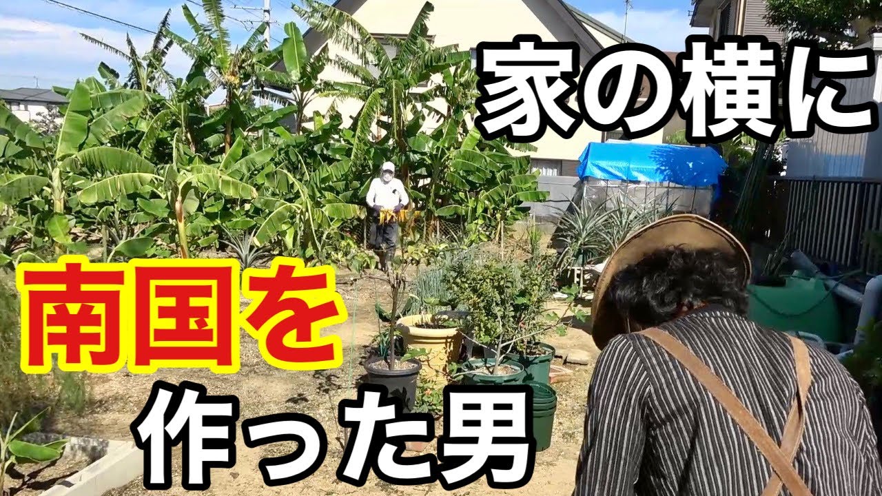 【愛知県】畑でバナナとパイナップルを育てる男　　　　【カーメン君】【園芸】【ガーデニング】【初心者】【藤原さん】
