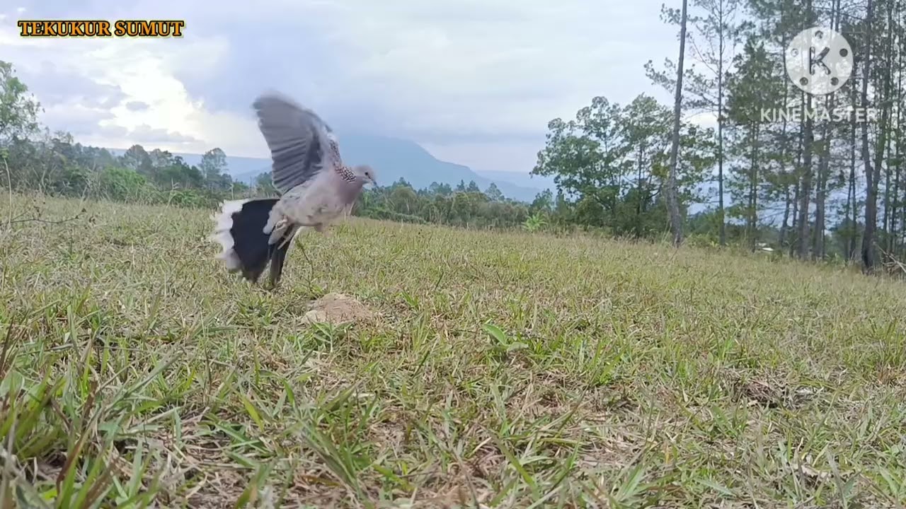 BL Penguasa//Pohon Pinus//Sangat Bring4sh #tekukur #burung #tekukurliar #tekukursultan #birds 