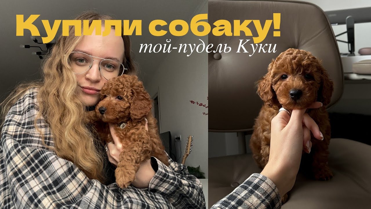Купили той-пуделя: первые дни с собакой
