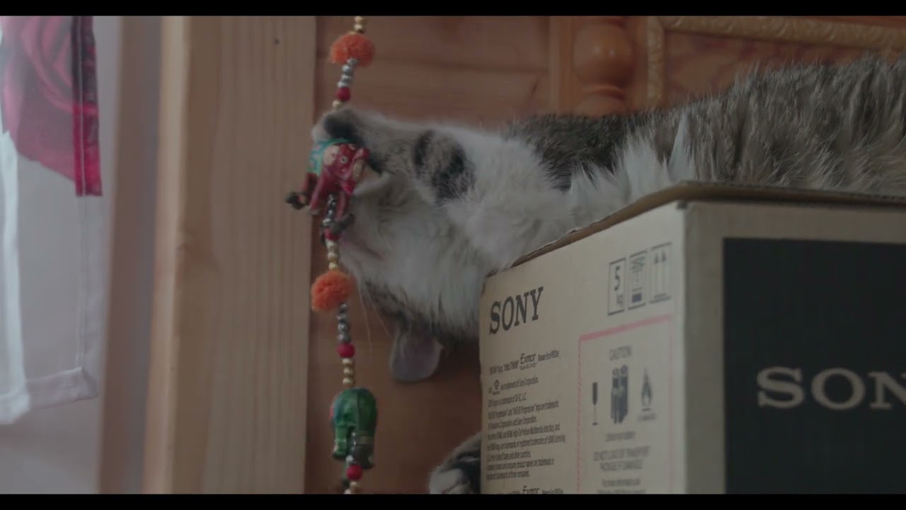 My beloved cat find another way to be annoying...