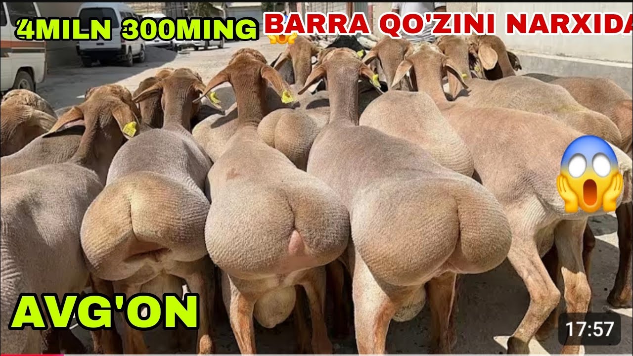 😳350 bosh 500mingdan 400mingdan arzon qurbonlika tayyor bo’ladigan semiz qo’chqorlar keldi