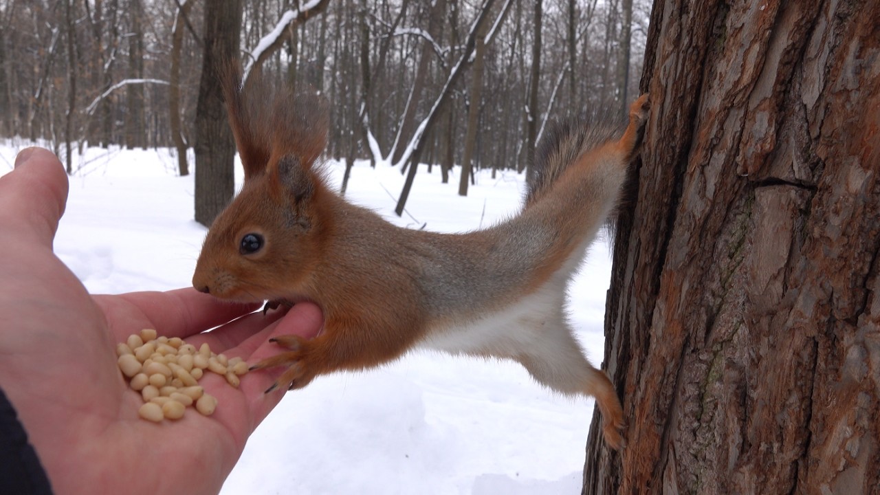 Две милые незнакомые белки / Two cute unfamiliar squirrels