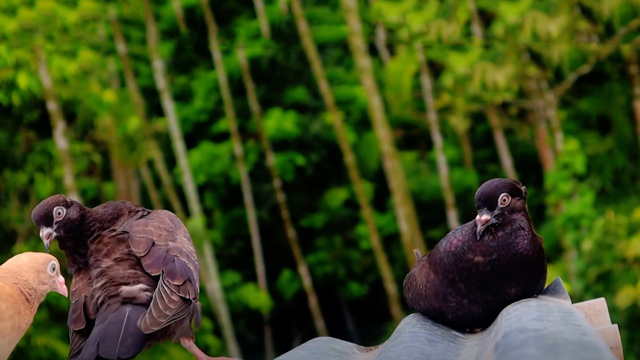 কবুতরের খাবার ও পরিচয় সম্বন্ধে জানুন || Barishal Voice || Kalam Khan 's New Video about Pigeons