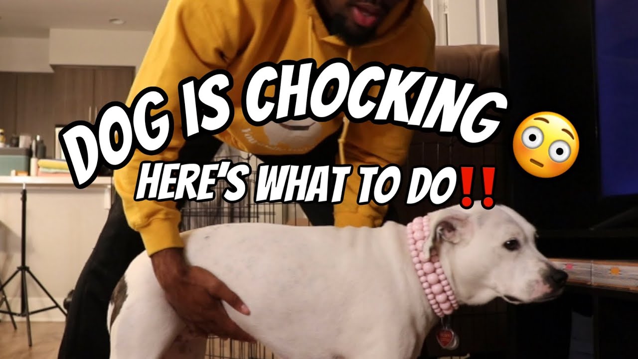 What to do if your dog is choking