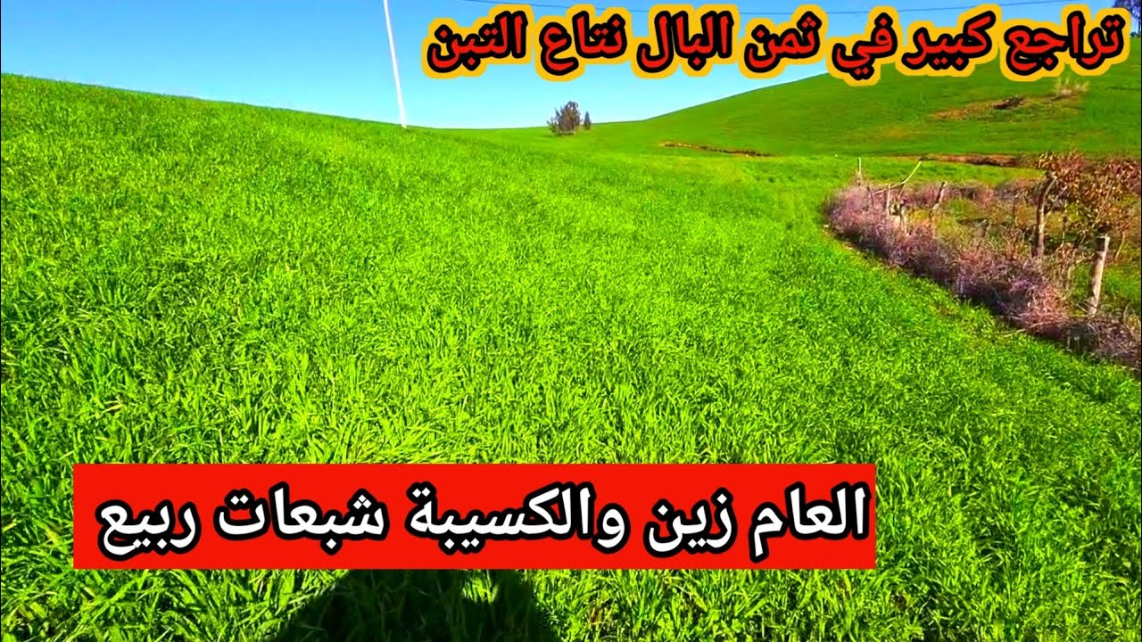 العام زين والشناقة مبغاونيش نقول هد الكلام لان التبن والعلف عرف تراجع غير مسبوق