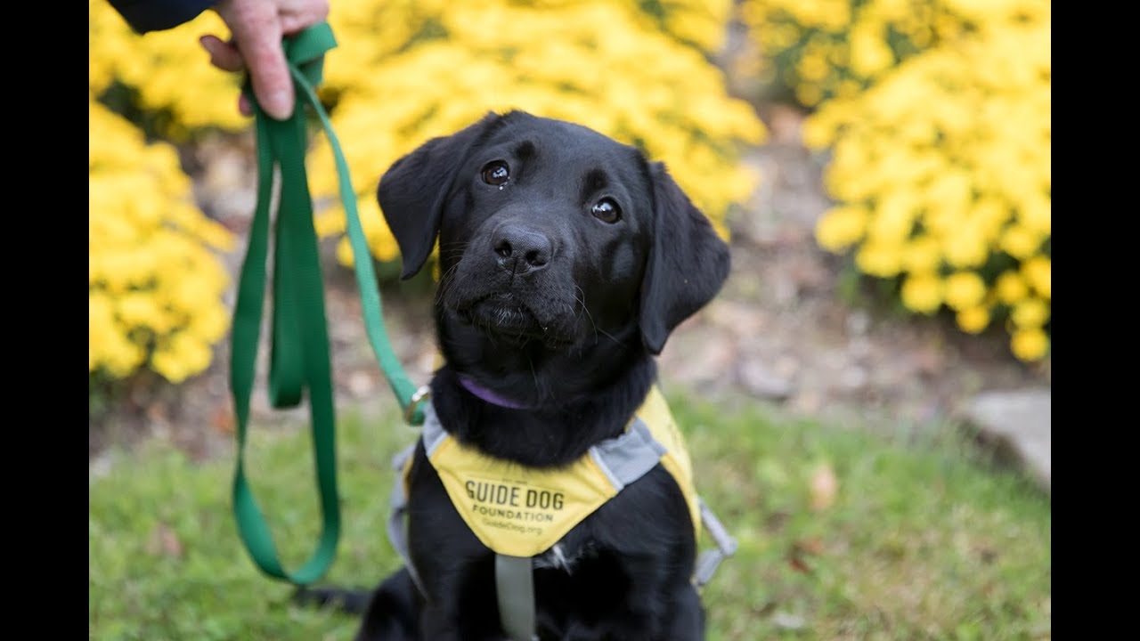 Become a volunteer puppy raiser
