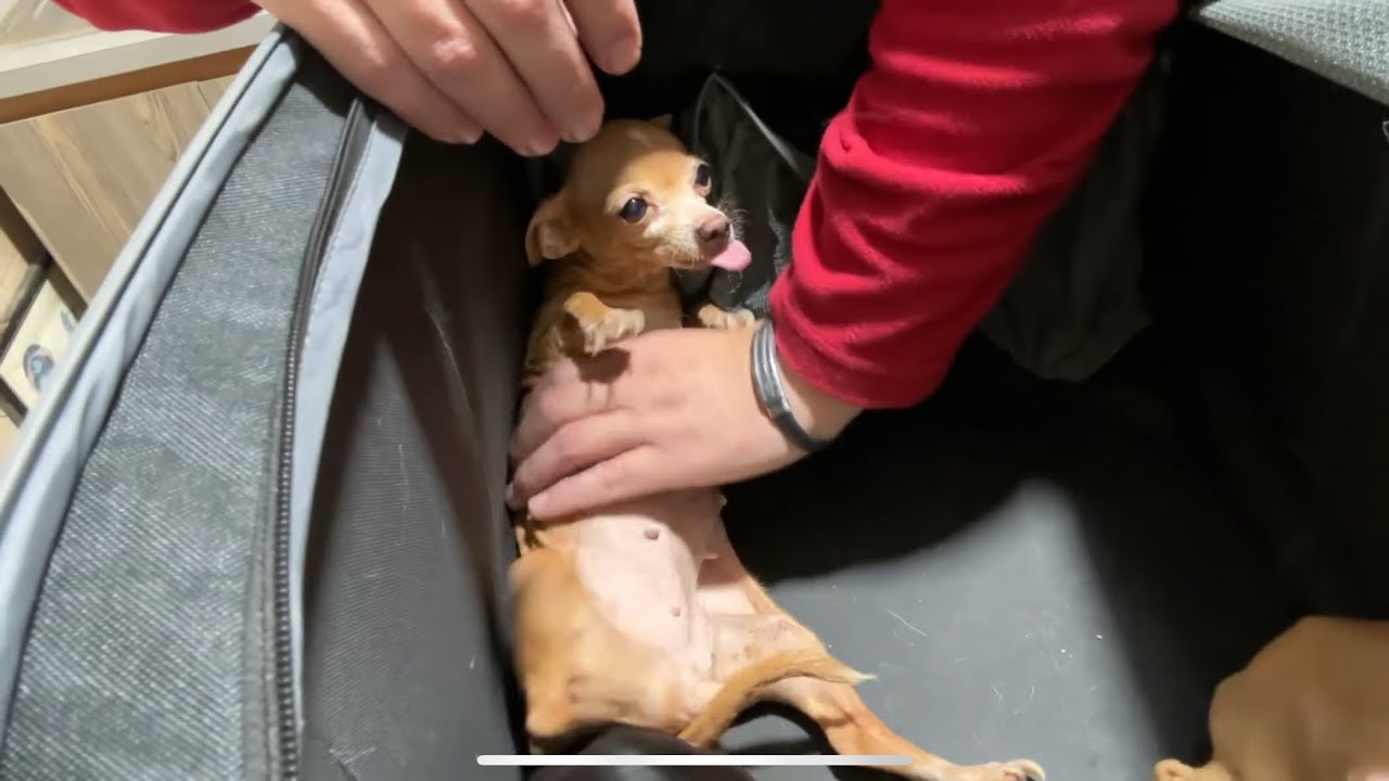 5 chihuahuas rescatados a la veterinaria