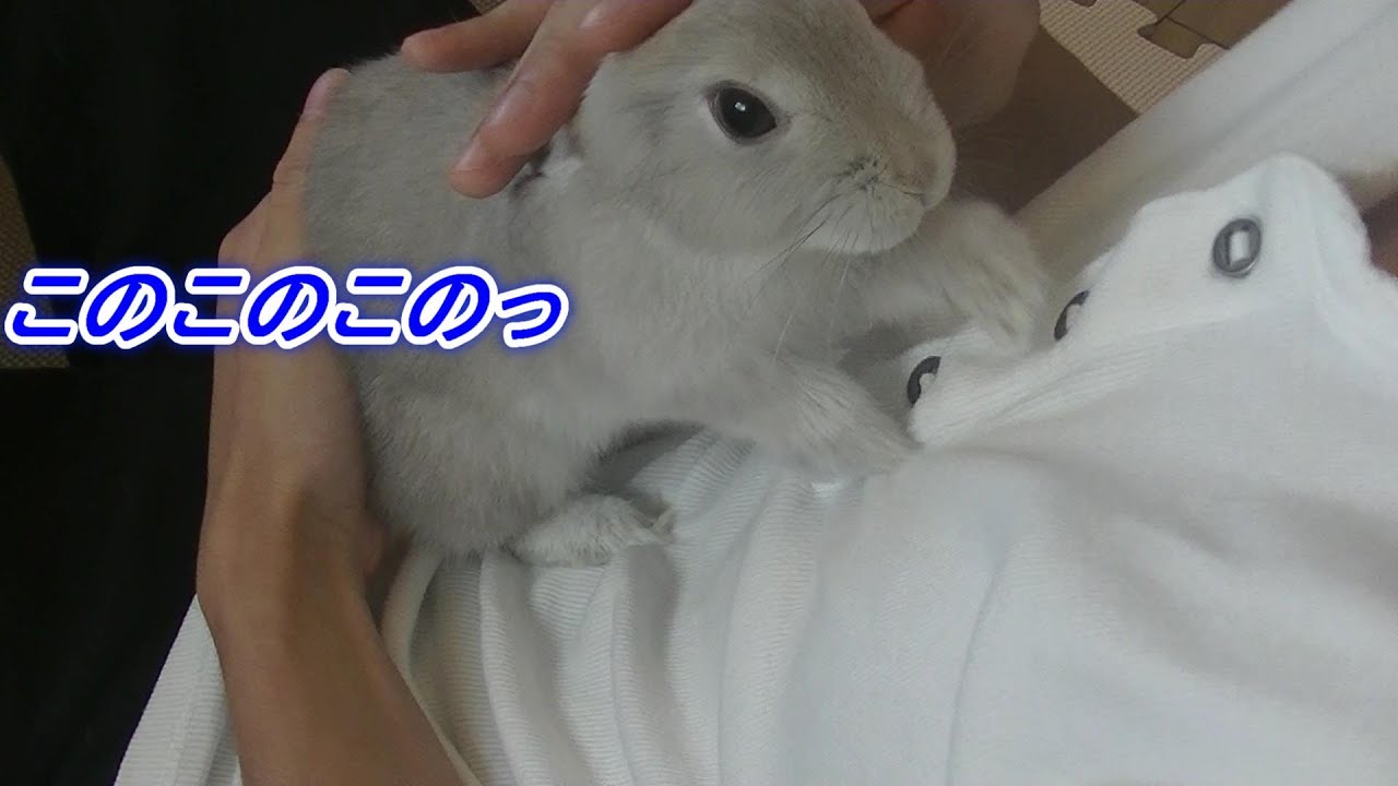 子うさぎが連続パンチしてきたからなでなでで返り討ちにしたった