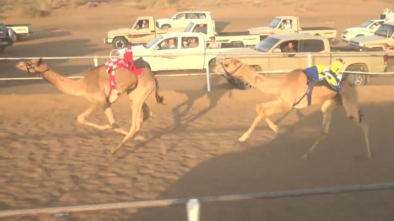 الشوط 4 (الوسمي)سعود بن ناصر الربيعي التوقيت:٢:٢١